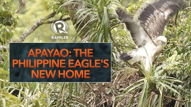Apayao: The Philippine Eagle’s new home