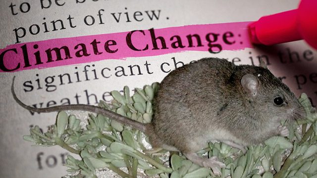 Aussie rodent becomes first ‘climate change extinction’