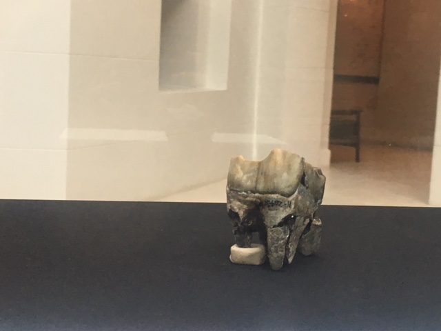 Rhino tooth. A tooth of an ancient rhinoceros is in display at the National Museum of Natural History. Photo by Ralf Rivas 