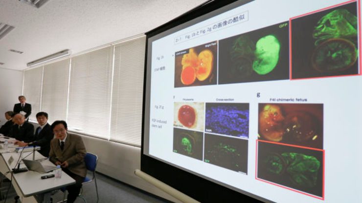 Japan lab unable to replicate ‘stem cell’ findings