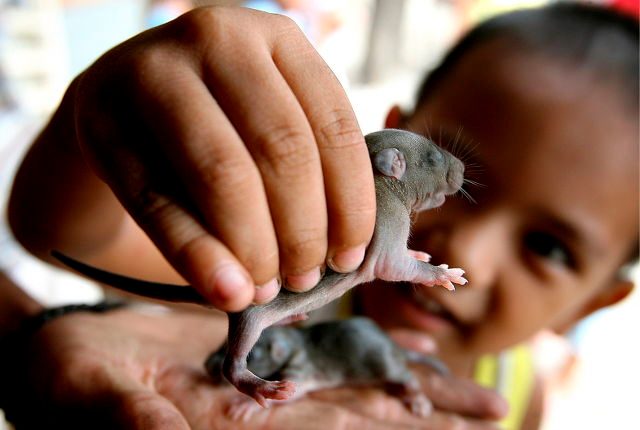 How to rid of rats? Jakarta offers cash for every rat caught
