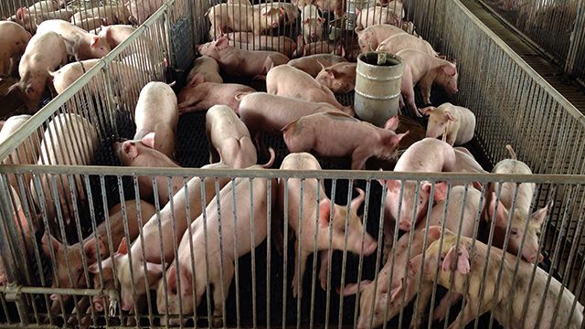 Philippines bans Laos pork imports due to African swine fever