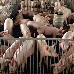 Cebu City boosts swine industry amid ASF crisis