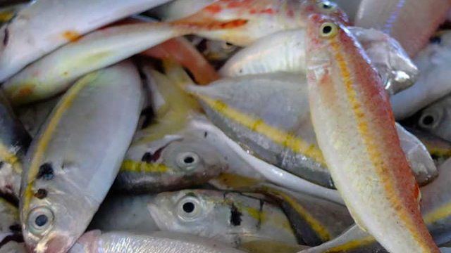 Philippines a step farther from EU fish trade blacklist