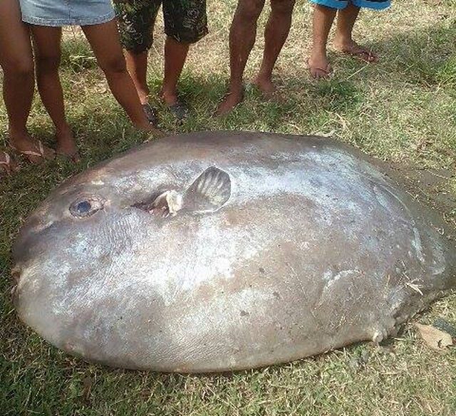 Fishermen probed for catching ocean sunfish in protected area