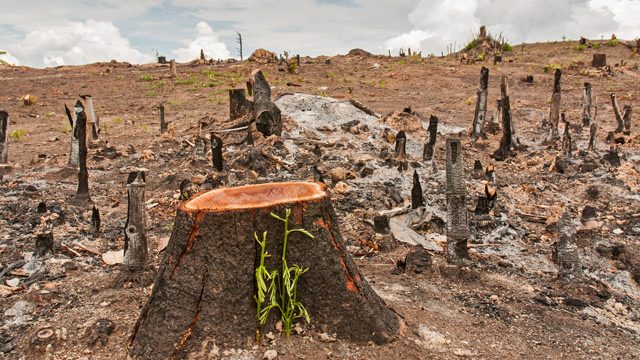 First world survey finds 9,600 tree species risk extinction