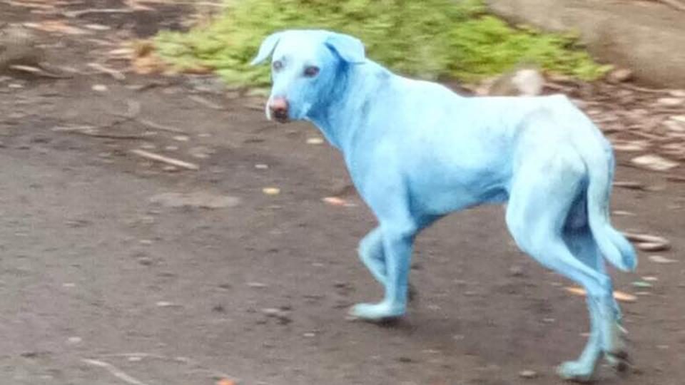 Limbah pabrik ubah warna anjing menjadi biru?
