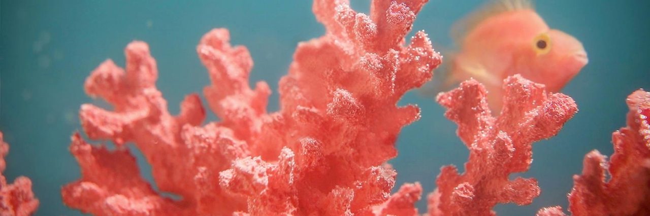 Pantone’s 2019 Color of the Year: ‘Living Coral’