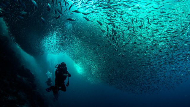 CORAL TRIANGLE. A vast shoal of sardines surround a diver in the Visayas. The Philippines is part of the Coral Triangle, the world’s most biodiverse marine area. Photo by Ferdinand Edralin/Oceana
  