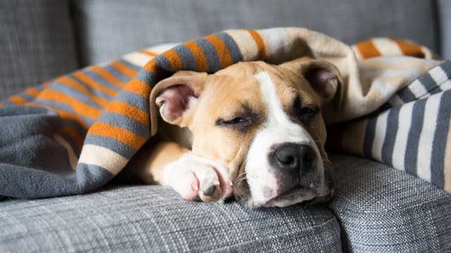 What should you do if your pet gets sick during the lockdown?