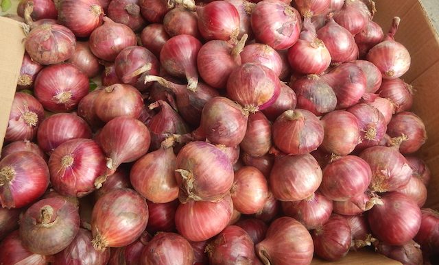 P300-million loan facility set for Occidental Mindoro onion farmers