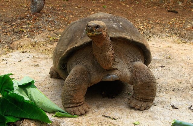 Famed Galapagos tortoise ‘Pepe the Missionary’ dies