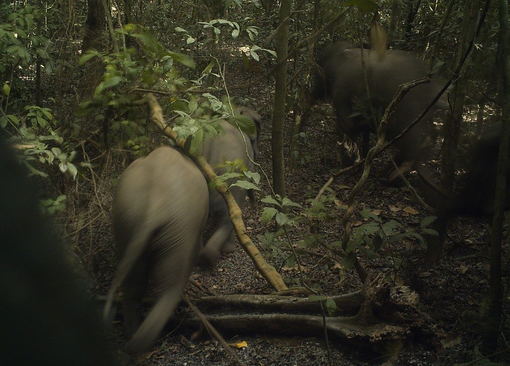Forest elephants: The jumbo surprise outside Nigeria’s megacity