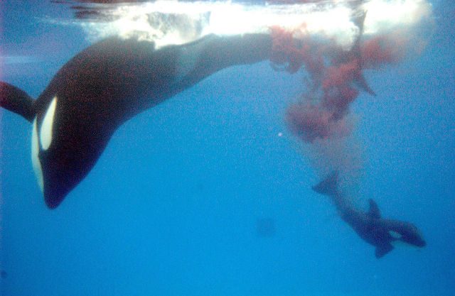 SeaWorld to stop breeding killer whales