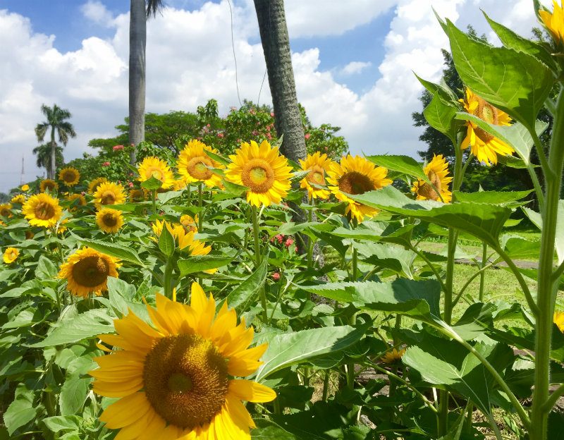 ICONIC. The UP sunflowers are as iconic as UP's sablay. Photo by Raisa Serafica/Rappler  