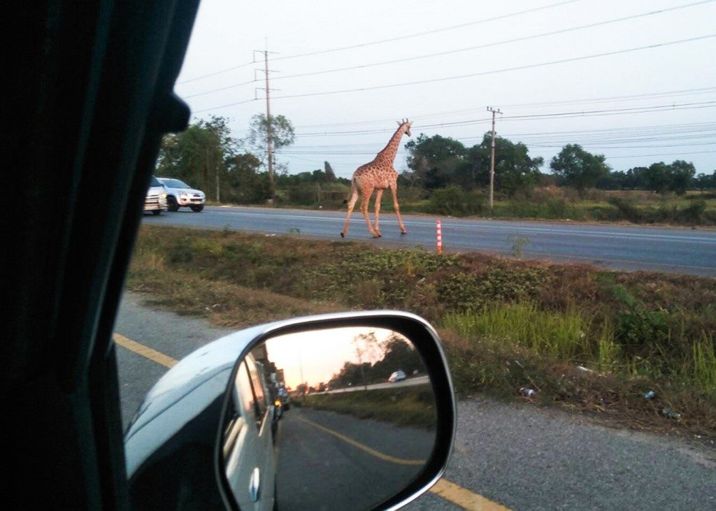 Long road to freedom: Giraffe escapes convoy in Thailand