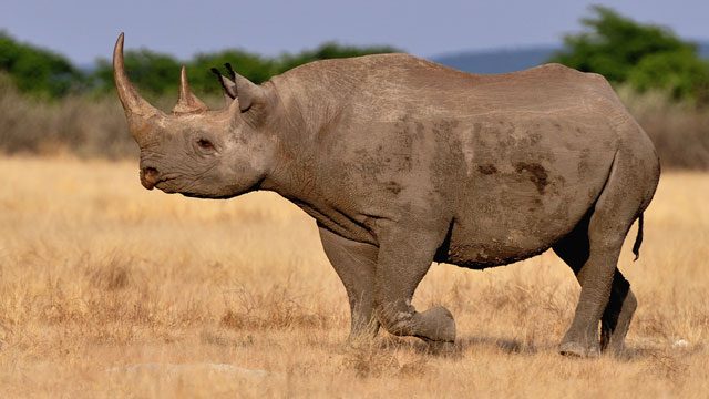 Rhino believed to be ‘world’s oldest’ dies aged 57 in Tanzania