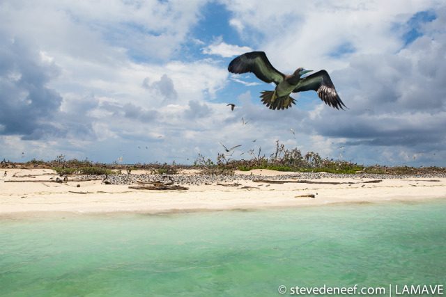 IN FLIGHT. This picture offers a glimpse of bird islet with one of its residents – a Brown Booby in full flight. Steve de Neef/LAMAVE  