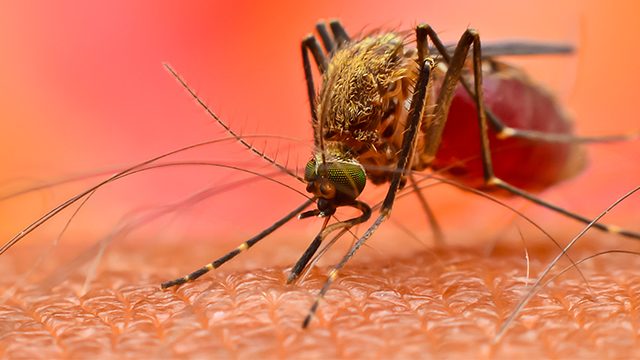 Dengue kills 9 in Pangasinan