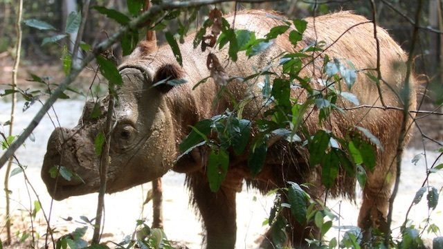 Malaysia’s last female Sumatran rhino gravely ill
