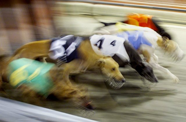 Macau government adopts abandoned greyhounds as track shuts