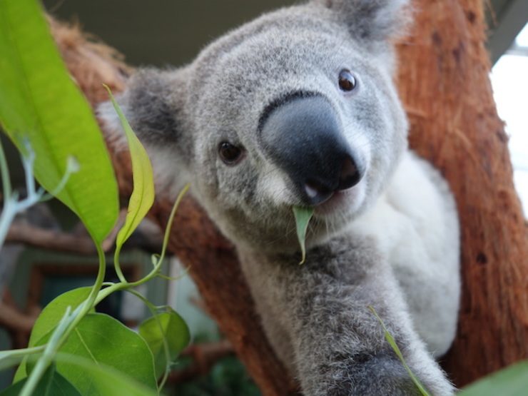Koala survives terrifying ride clinging to car