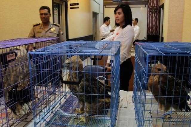 Indonesia arrests man selling protected eagles on Facebook