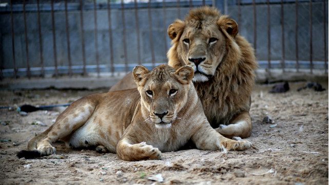 Lions make surprise comeback in Gabon