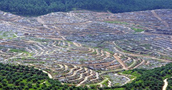Kontroversi sawit Indonesia: Berlanjut di KTT Perubahan Iklim