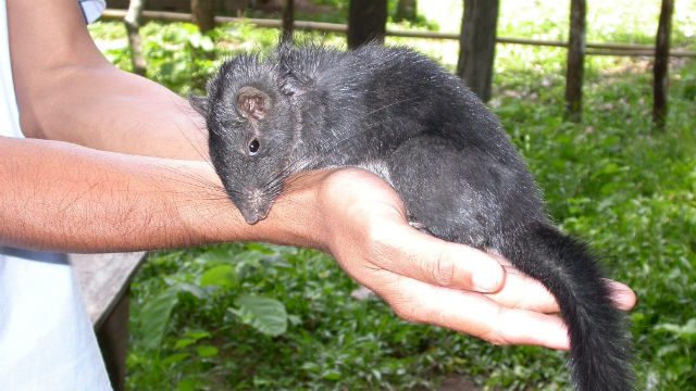 Hunch-bat, Zorro snake among new Mekong species
