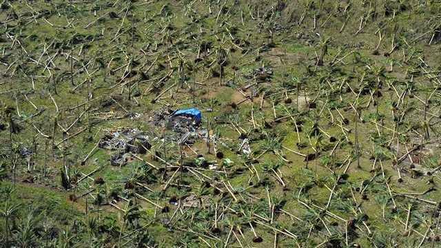 DEVASTATED. This aerial photo shows uprooted coconut trees on a hill near the town of Guiuan in Eastern Samar 3 days after Typhoon Yolanda (Haiyan) struck on November 8. Photo by Agence France-Presse/Ted Aljibe