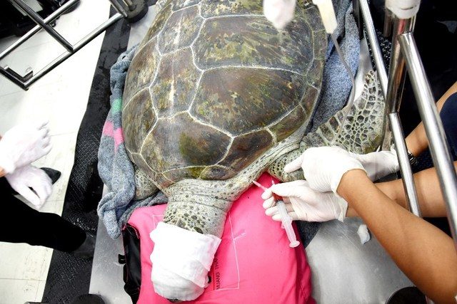 Flipping happy: Coin swallowing Thai turtle on the mend