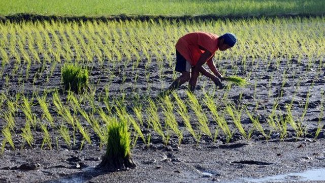 FOR FARMERS. How can the Global Goals help food producers who themselves suffer from hunger? File photo by Rappler 