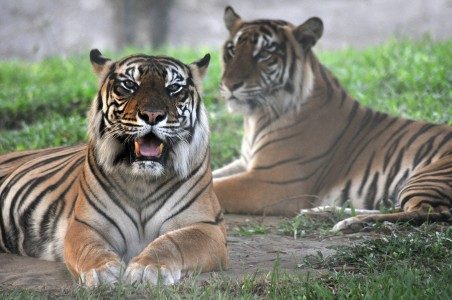 Harimau Sumatera di Bengkulu hanya tersisa 17 ekor