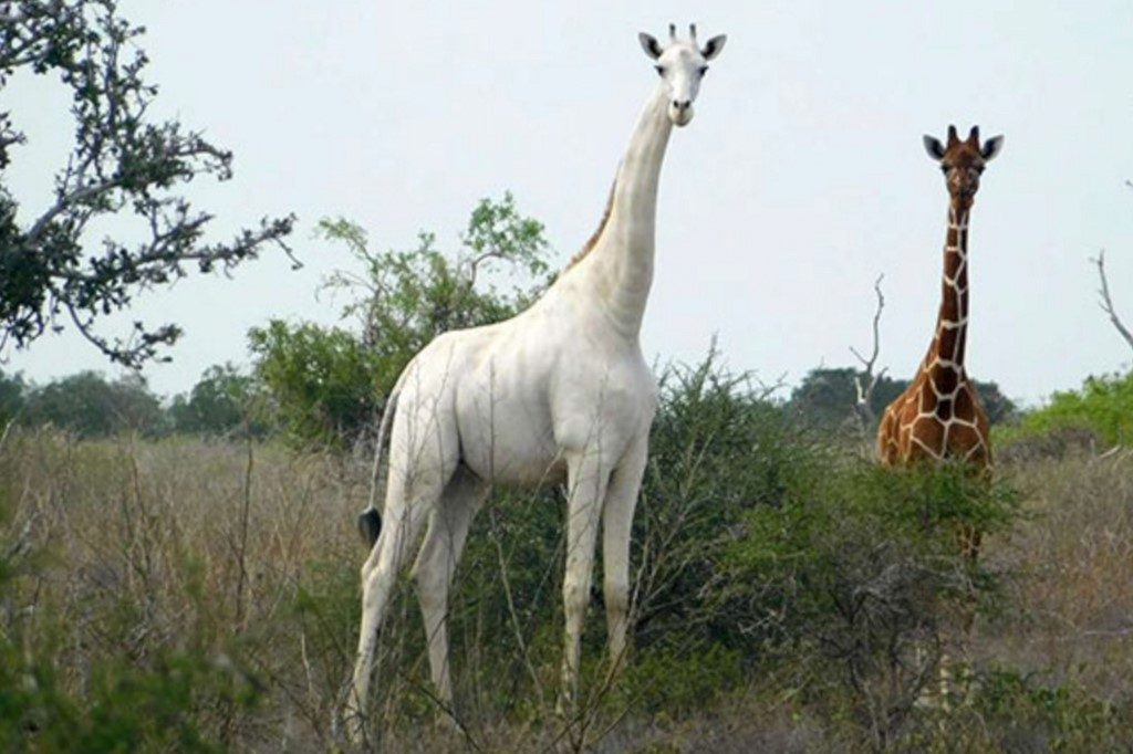 Rare white giraffes killed by poachers in Kenya