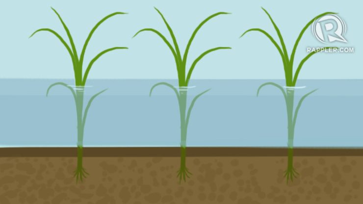 3 types of rice ready for climate change