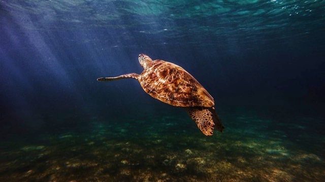 BRIGHT FUTURE. A pawikan (sea turtle) gently glides through the blue ocean. Photo by Gab Mejia/UPMBS 