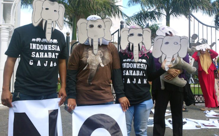 Aktivis lingkungan Aceh desak pemerintah serius tangani perburuan gajah Sumatera