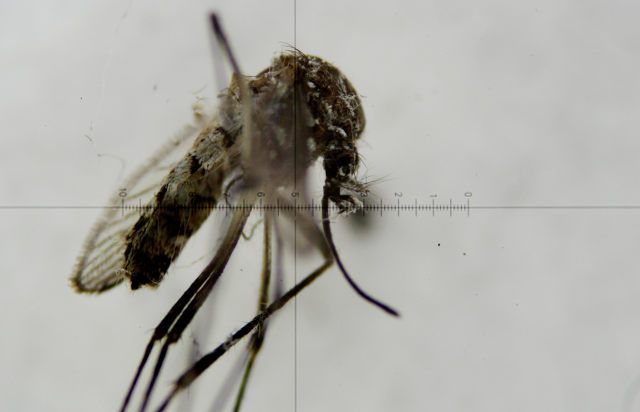 Man with no symptoms spread Zika to sex partner – officials