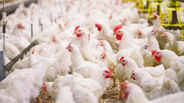 ‘Fowl play’? Where are Cebu City’s ‘missing’ 17,000 chickens?