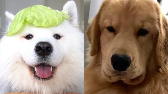 Here are our favorite Instagram puppers in celebration of International Dog Day