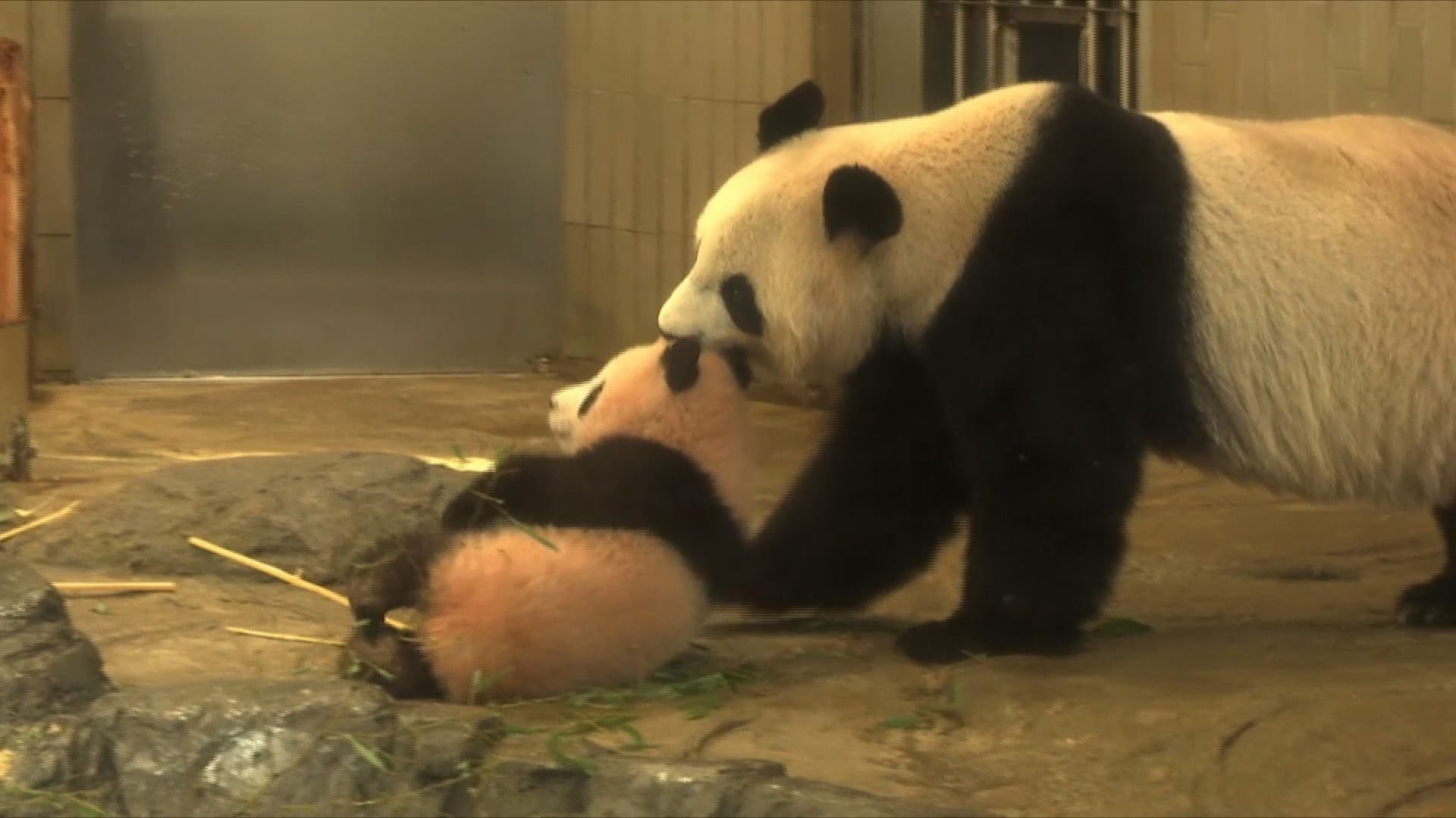 WATCH: Tokyo crowds flock to see baby panda on first day