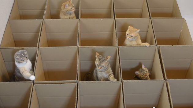 Webhits: What can happen with cats and cardboard boxes?
