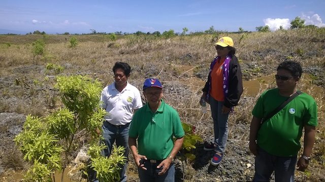 DENR denies request to cut trees for Cebu bus project