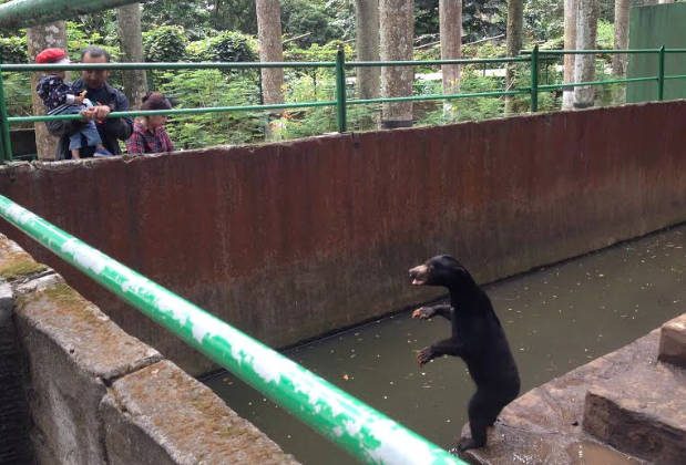Prilaku beruang madu yang meminta makanan setiap kali pengunjung mendekati kandangnya di Kebun Binatang Bandung, Rabu (18/1). Foto oleh Yuli Saputra/Rappler 