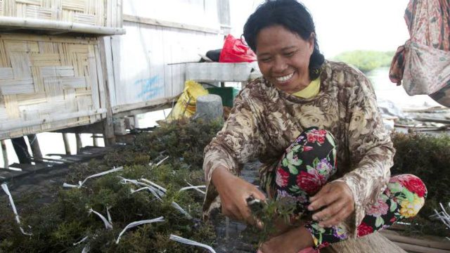 Mindanao’s returnees get help with kelp