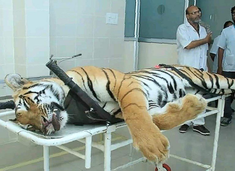 Another tiger killed in India after hunting controversy