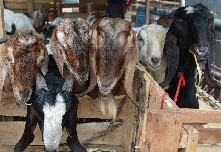 FOR SALE. Goats for sale are on display at a livestock market in Jakarta on September 29, 2014, ahead of Eid Al-Adha on October 5, where Muslim people slaughter livestocks as obedience to God. Photo by Adek Berry/AFP 