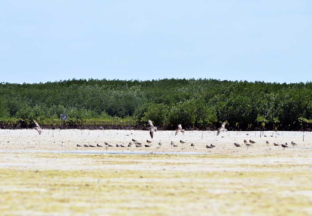 PH urges nations to conserve intertidal wetlands for migratory species