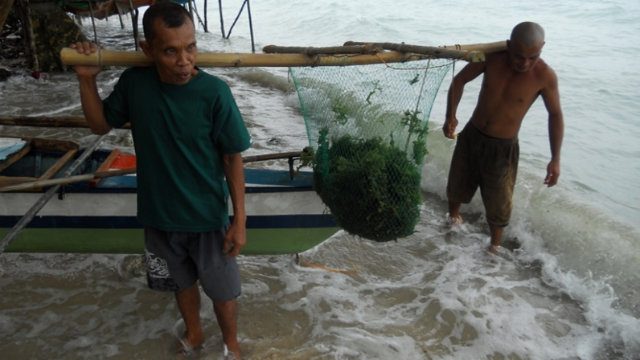 PRODUCE. Farmers transport seaweed for processing. Image courtesy of Sentro ha Pagpauswag ha Panginabuhi. 